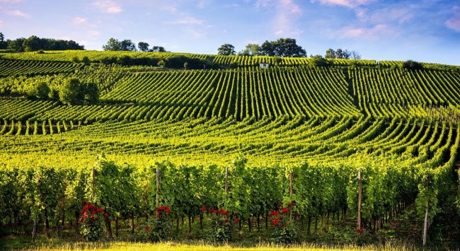 阿爾薩斯產(chǎn)區(qū)2 阿爾薩斯產(chǎn)區(qū)2