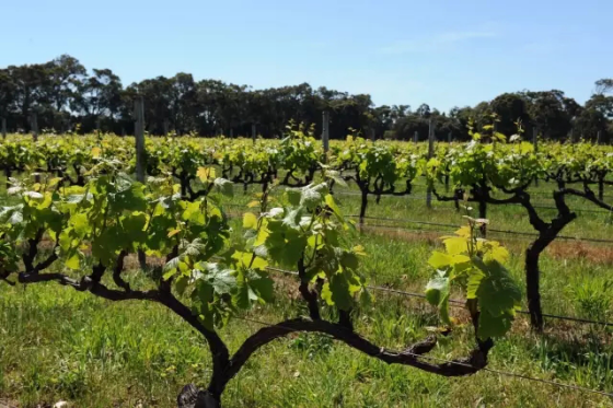 全球升溫，或將影響葡萄酒口感