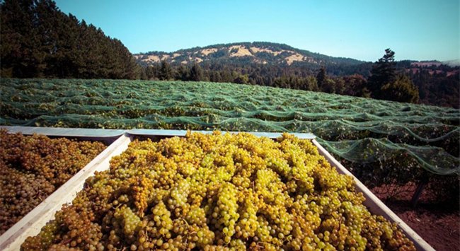 美國(guó)加州葡萄酒產(chǎn)區(qū)